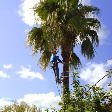 Man in palm tree