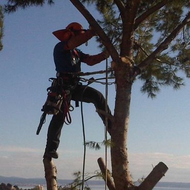 Man climbing a tree